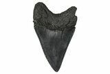 Fossil Megalodon Tooth - South Carolina #374764-1